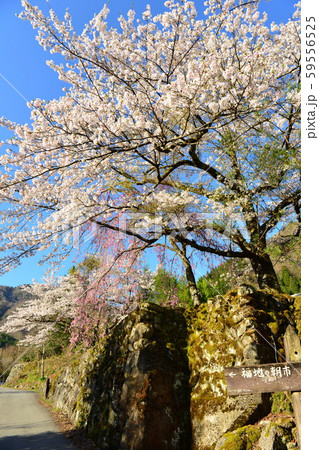 福地温泉の桜 59556525