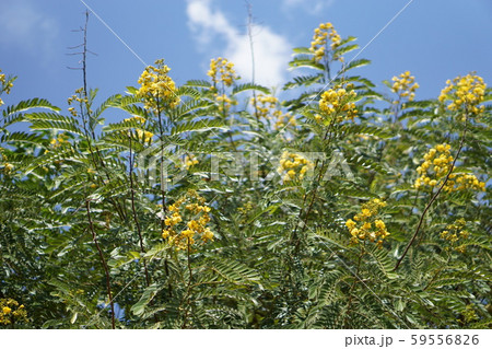 Botany is colourful on the hill Botany is colourful on the hill 59556826