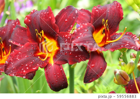 夏の花 初夏の花 ヘメロカリスの写真素材