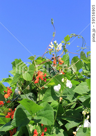 青空に映える豆の花と葉とツル、紫花豆、白花豆 青空に映える豆の花と葉とツル、紫花豆、白花豆 59556905