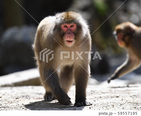 威嚇するサル 59557195