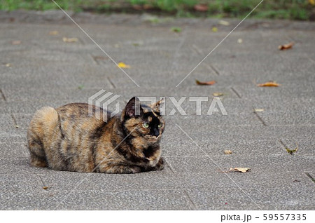 サビ柄の猫 59557335