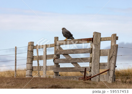 Variable Hawk - Carcass Island in the Falkland Islands 59557453