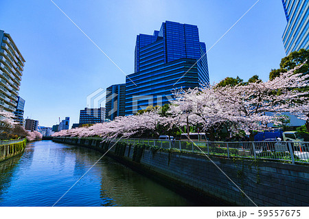 春 サクラ 大崎 目黒川 日本 東京 川沿い リバーサイド 東京観光 オフィスビル 再開発 大崎駅 春 サクラ 大崎 目黒川 日本 東京 川沿い リバーサイド 東京観光 オフィスビル 再開発 大崎駅 59557675