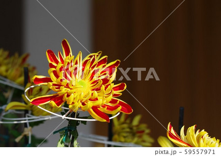 巴錦という名の古典菊 巴錦という名の古典菊 59557971