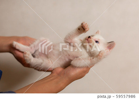 仔猫　生後4週間　保護猫　手乗り 59557986