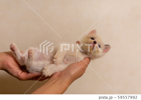 仔猫　生後4週間　保護猫　手乗り 59557992