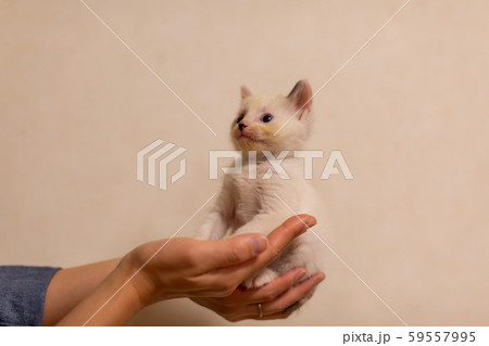 仔猫 生後4週間 保護猫 手乗り 仔猫 生後4週間 保護猫 手乗り 59557995