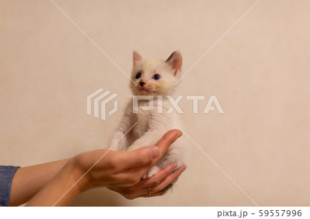 仔猫 生後4週間 保護猫 手乗り 仔猫 生後4週間 保護猫 手乗り 59557996