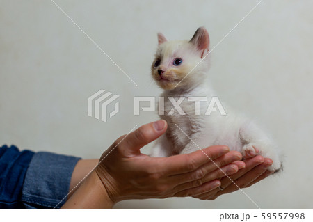 仔猫　生後4週間　保護猫　手乗り 59557998