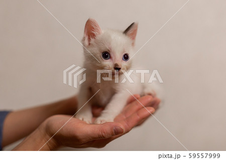 仔猫 生後4週間 保護猫 手乗り 仔猫 生後4週間 保護猫 手乗り 59557999