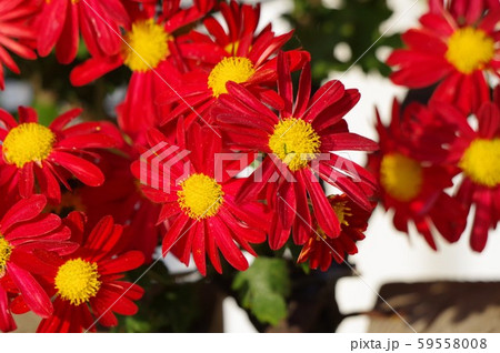 赤い菊の花 59558008