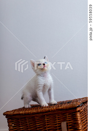 仔猫 生後4週間 保護猫 仔猫 生後4週間 保護猫 59558039