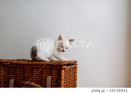 仔猫 生後4週間 保護猫 仔猫 生後4週間 保護猫 59558041