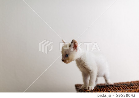 仔猫 生後4週間 保護猫 仔猫 生後4週間 保護猫 59558042