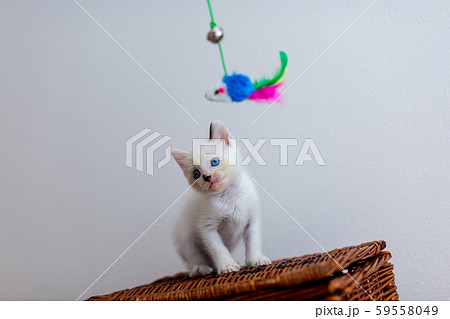 仔猫　生後4週間　保護猫 59558049