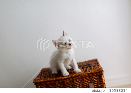 仔猫 生後4週間 保護猫 仔猫 生後4週間 保護猫 59558054