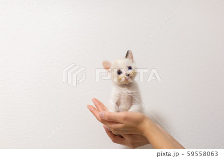 仔猫　生後4週間　保護猫　手乗り 59558063