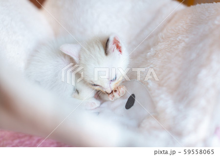 仔猫 生後4週間 保護猫 ハンモック 仔猫 生後4週間 保護猫 ハンモック 59558065