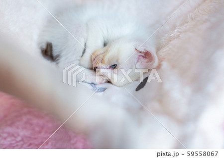 仔猫 生後4週間 保護猫 ハンモック 仔猫 生後4週間 保護猫 ハンモック 59558067