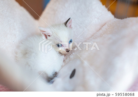 仔猫　生後4週間　保護猫　ハンモック 59558068