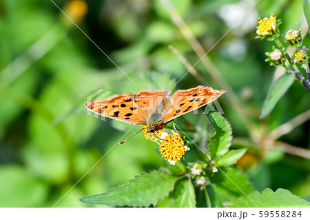 キタテハ 59558284