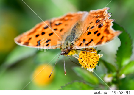 キタテハ 59558291