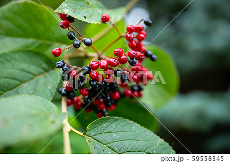Berries red-black wayfaring tree - Viburnum lantana Berries red-black wayfaring tree - Viburnum lantana 59558345