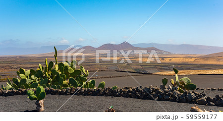 Dry volcanic ccultivated fields and cactus Lanzarote island Spain 59559177