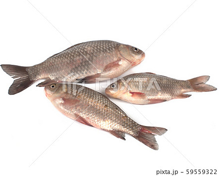 Three crucian carps on a white background 59559322