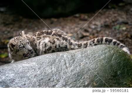 Snow leopard cub (Panthera uncia). Snow leopard cub (Panthera uncia). 59560181
