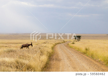 Serengeti National Park landscape, Tanzania, Serengeti National Park landscape, Tanzania, 59560462