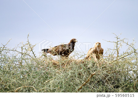 Tawny eagles close up. Serengeti National Park, 59560515
