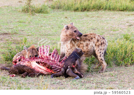 Hyenas eating wildebeest, Serengeti National Park, 59560523