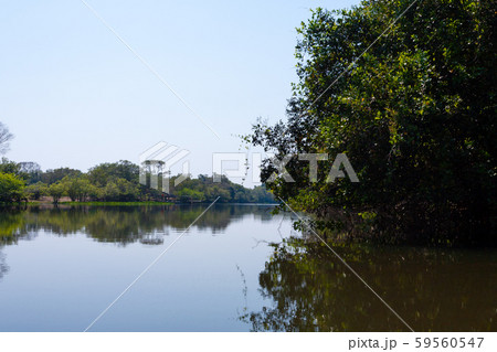 Panorama from Pantanal, Brazilian wetland region. Panorama from Pantanal, Brazilian wetland region. 59560547