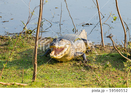 caiman which heats up in the morning sun. caiman which heats up in the morning sun. 59560552