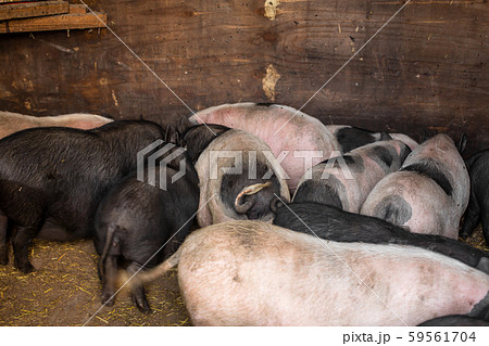 Pigs family in pigsty, dirty and happy. Farm life Pigs family in pigsty, dirty and happy. Farm life 59561704