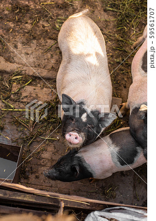 Pigs family in pigsty, dirty and happy. Farm life 59561707