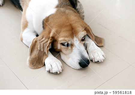 ビーグル犬 ビーグル犬 59561818