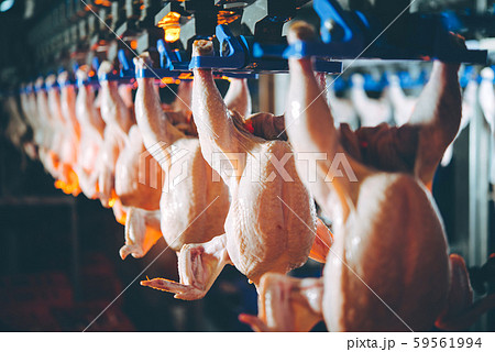 bird chicken factory line hang poultry industry 59561994
