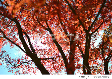 紅葉の風景 59562665