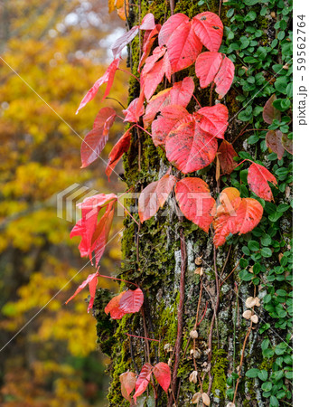 蔦の紅葉の写真素材 [59562764] - PIXTA