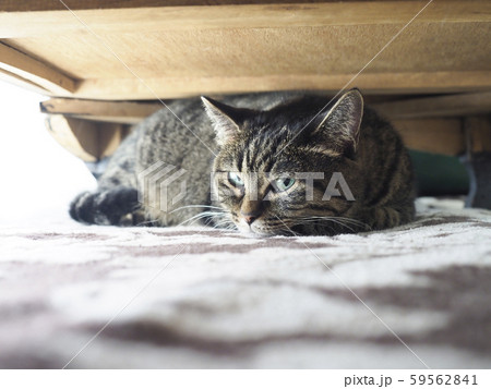 家具の下で眠る猫 59562841