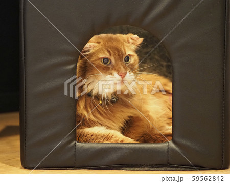椅子の中に隠れた猫 59562842