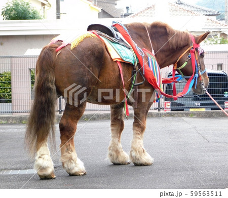 厚狭まつりの大名行列に参加する大きな馬 厚狭まつりの大名行列に参加する大きな馬 59563511