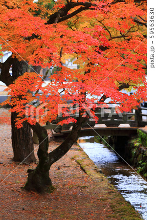高野山紅葉 59563630