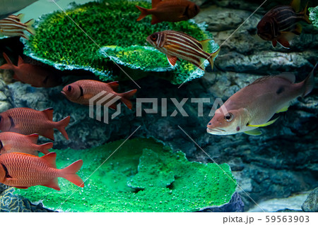 水族館の魚 59563903