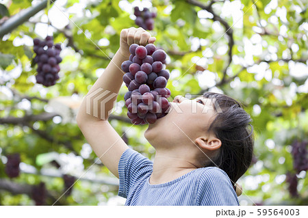 ぶどう狩りでぶどうを食べる女の子 ぶどう狩りでぶどうを食べる女の子 59564003