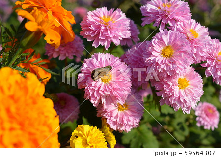 満開の小菊 ピンクの花 秋の花 花畑 花イメージ素材の写真素材