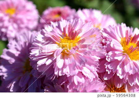 満開の小菊 ピンクの花 秋の花 花畑 花イメージ素材の写真素材